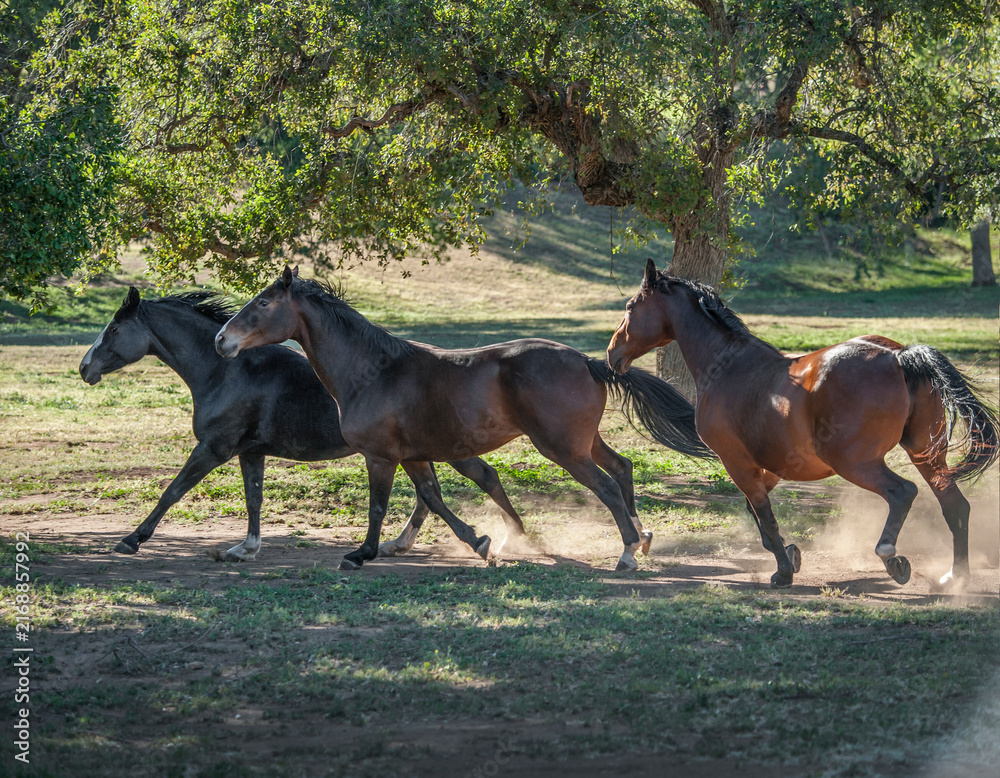Obraz premium Warmblood horses