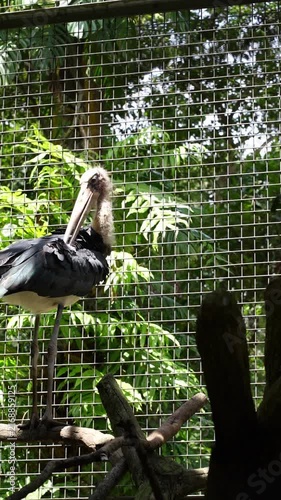 big black bird preening continously inside the cage, lesser adjutant sunbathing and cleaning its feather