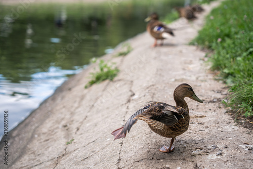 Brown duck resting on concrete bank near water