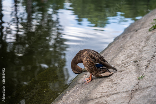Brown duck resting on concrete bank near water