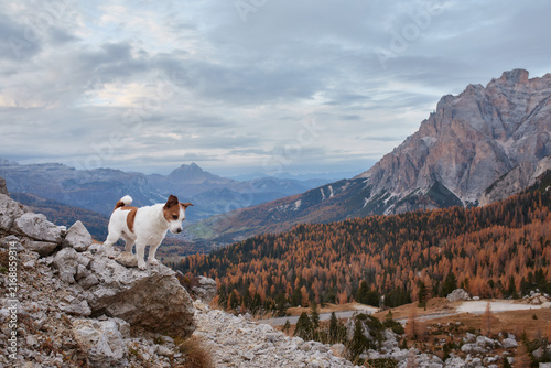 Jack Russell Terrier explores a rocky viewpoint surrounded by dramatic mountain scenery. Autumn forests across the valley emphasize travel, wilderness and outdoor adventure.