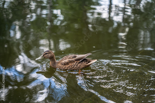 Female mallard duck swimming in pond with tree reflections on water surface