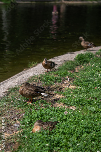 mallard ducks resting on concrete embankment by pond
