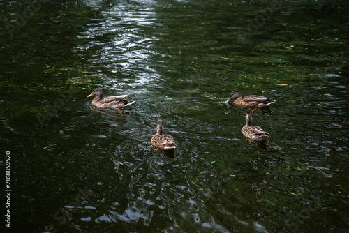 mallard ducks swimming in pond with tree reflections on water surface