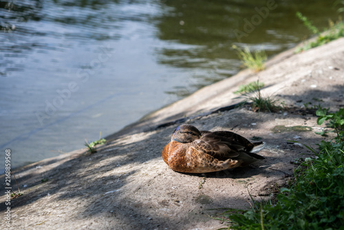 Brown duck resting on concrete bank near water