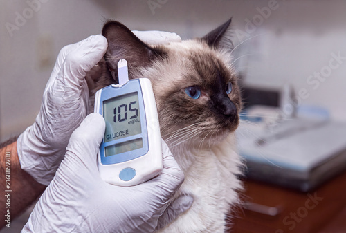 Veterinarian testing blood glucose level on siamese cat ear with glucometer for diabetes control