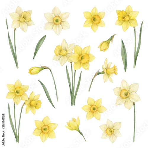 Yellow and pale cream daffodil botanical collection with watercolor flowers buds leaves and individual floral elements isolated on transparent background