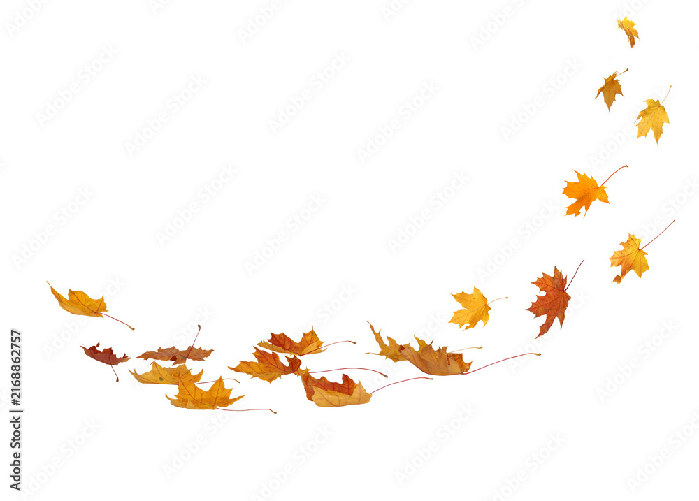 Fototapeta premium Swirling autumn leaves – Isolated on transparent Background