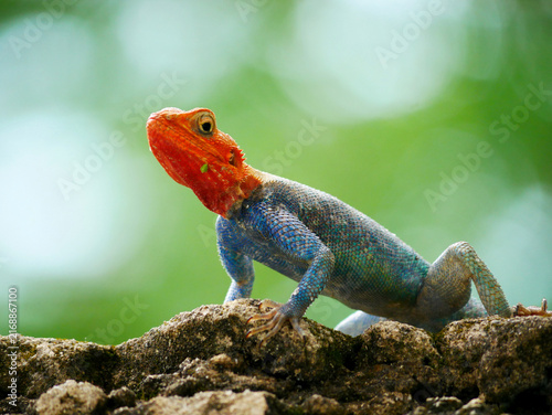 Bild auf Leinwand Male Agama lionotus Lizard Sitting on a Rock and Looking at the Camera in Mombas