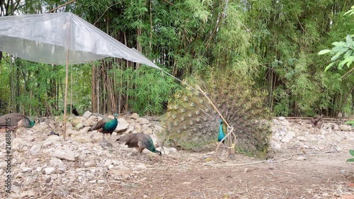 female peafowl walking in front of male peacock with feathers out, blue peacock showing off its beautiful train feathers
