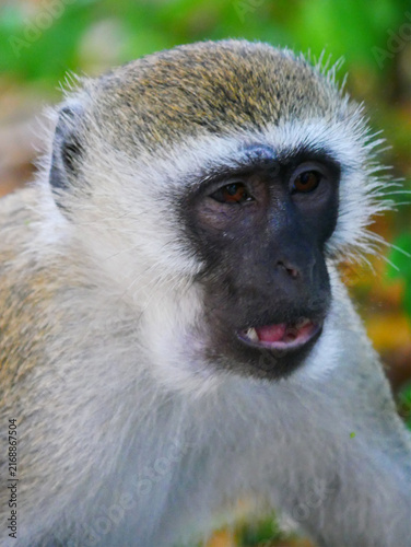 Fotografie Close-Up Portrait of a Vervet Monkey with Open Mouth in Mombasa, Kenya