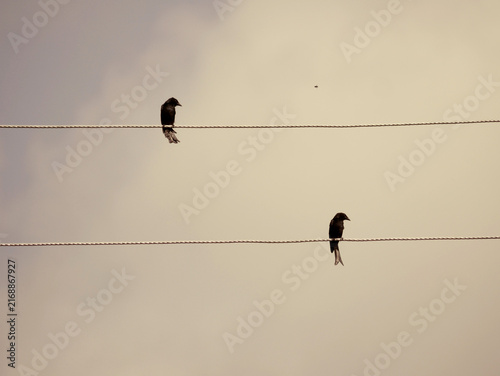 Two Fork-Tailed Drongos Perched on Parallel Power Lines at Nguuni Sanctuary, Kenya
