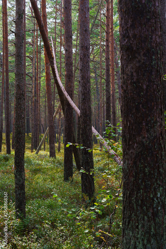 Vertical View of an Old Pine Forest with Deadwood and Lush Undergrowth