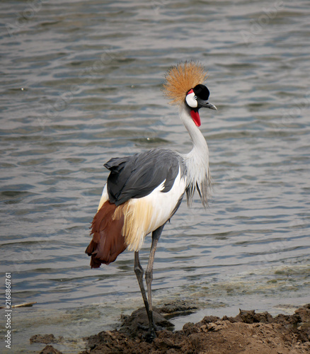 Photography Gray Crowned Crane Standing at the Edge of a Waterhole in Tsavo East, Kenya