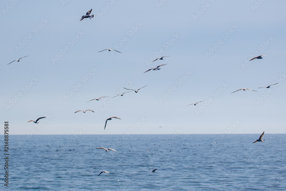 Naklejka premium Seagulls soar above calm ocean waters