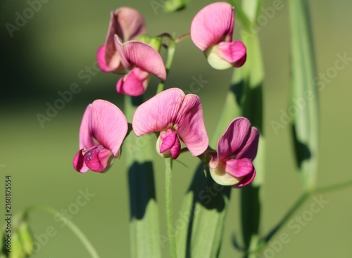 Cuadro en lienzo Narrow-leaved everlasting pea (Lathyrus sylvestris)