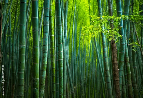 Green bamboo forest background