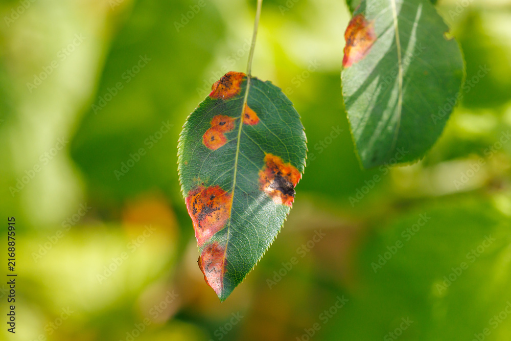 Naklejka premium Leaf shows brown spots on green surface. Plant appears to be suffering from disease. Foliage is still partially healthy.