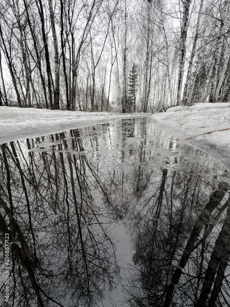 Fototapeta premium Winter forest path reflects bare trees in icy water