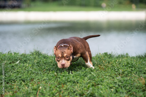 Фотография High-quality front view portrait of a purebred brown and tan companion pet outdoors