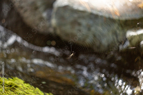 spider in the center of a web over a small creek