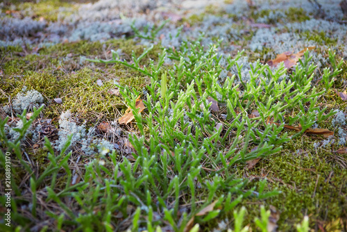 Canvas Print moss on the ground