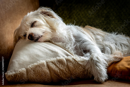 dog lying on the bed