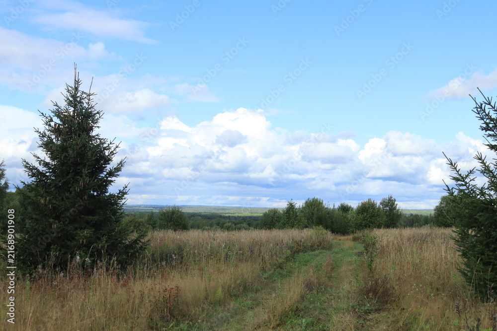 Fototapeta premium landscape with trees and clouds