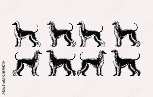 Set of handdrawn illustration silhouettes featuring elegant afghan hound dogs standing in profile