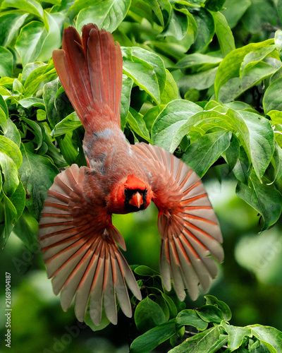 Cuadro en lienzo Male Northern Cardinal sallying for insects looking directly at camera with full