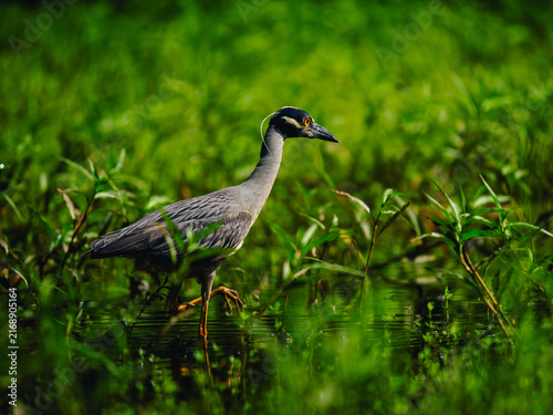 Foto Yellow-crowned Night Heron hunting  ephemeral pond