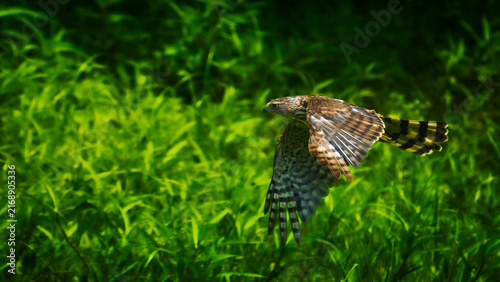 Картината върху платно Cooper's Hawk hunting low of  ephemeral, wetland pond
