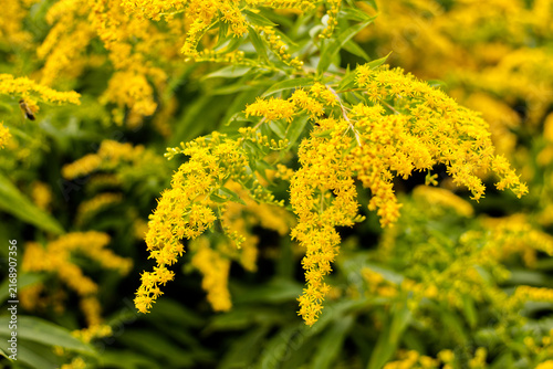 Bright yellow goldenrod flowers close up
