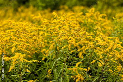 Field of yellow goldenrod flowers in summer