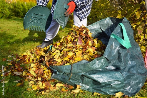 The process of autumn garden cleanup using plastic leaf scoops. Transferring collected leaf litter into a green garden bag.