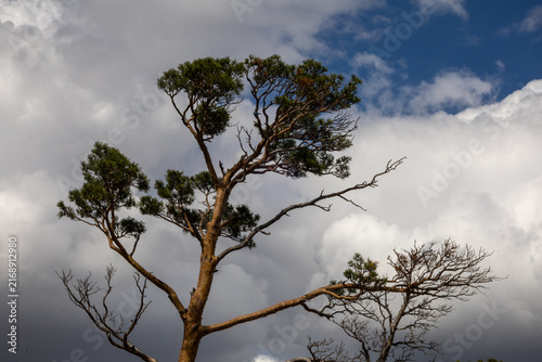Scenic mountain landscape with a rugged rock formation surrounded by dense evergreen forest and a mature pine tree in the foreground under a dramatic cloudy sky. Natural wilderness scenery, rocky moun