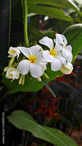 White Frangipani Flowers in Garden