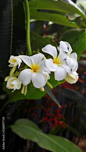 White Plumeria Flowers with Yellow Centers in Garden