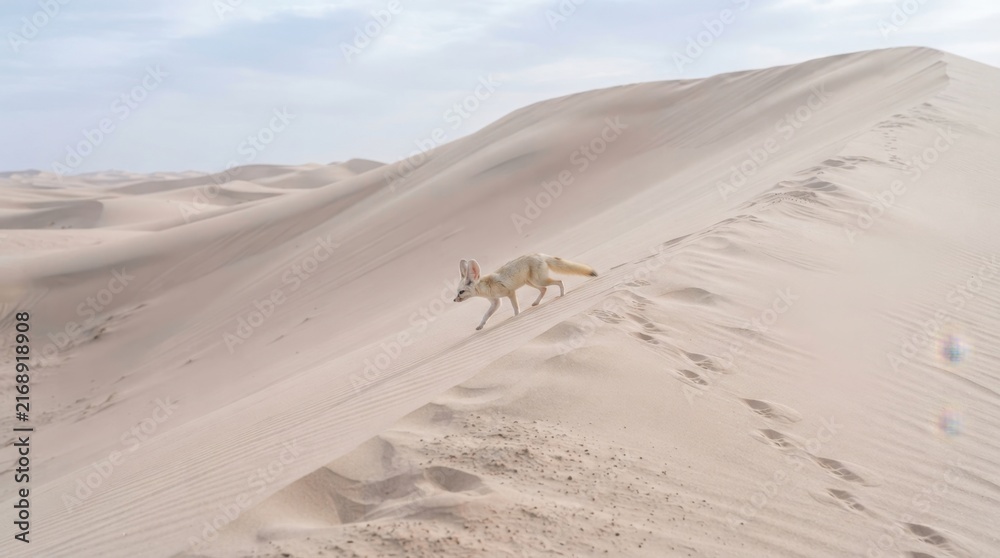 Naklejka premium Desert Fox in Sandy Dune: A solitary desert fox cautiously navigates a vast expanse of undulating sand dunes, its agile form silhouetted against a hazy, sun-drenched sky.