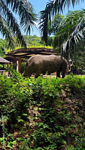 Rhinoceros standing in a lush tropical zoo enclosure
