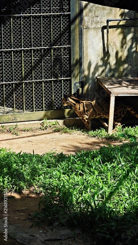Spotted wild cat standing in a zoo enclosure near a metal gate