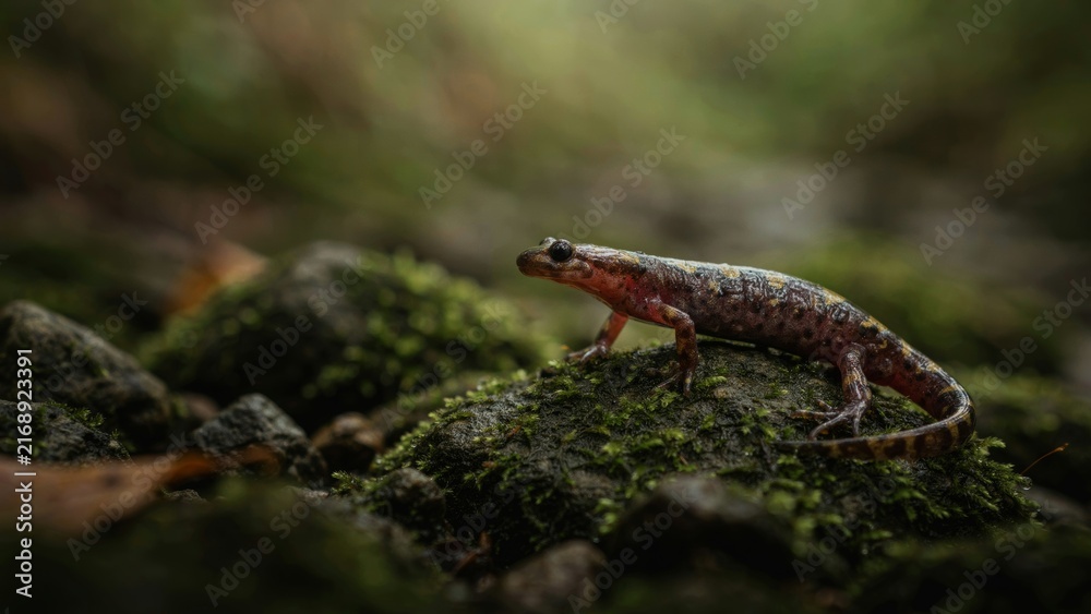 Fototapeta premium A small salamander resting on a mossy rock in a dark forest.