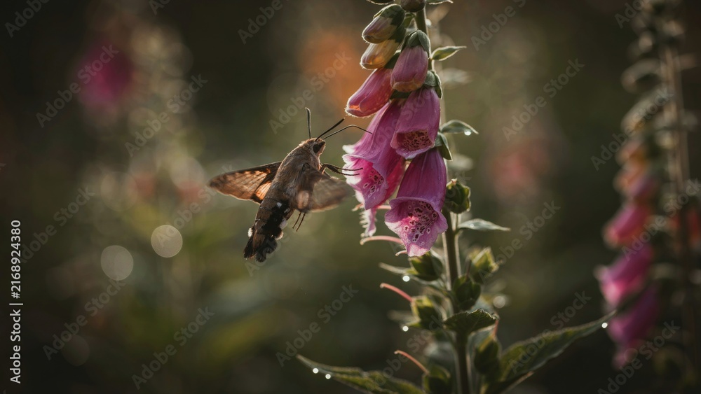 Naklejka premium Hummingbird moth feeding on a pink foxglove flower in a garden.