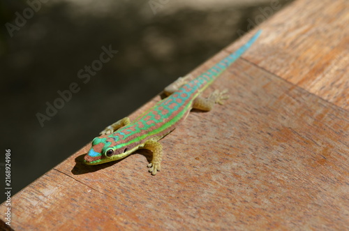 Photography Mauritius ornate day gecko basking on a wooden surface