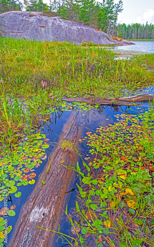 Verdant Growth in a Wetland Pond