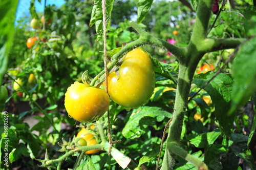 Konstfotografi Close up of yellow and green tomatoes ripening on vines among lush foliage in a vegetable garden
