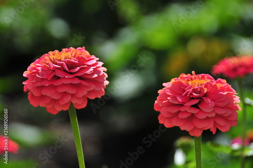 Obraz na płótnie Close up of vibrant red zinnia flowers blooming on tall stems in a garden