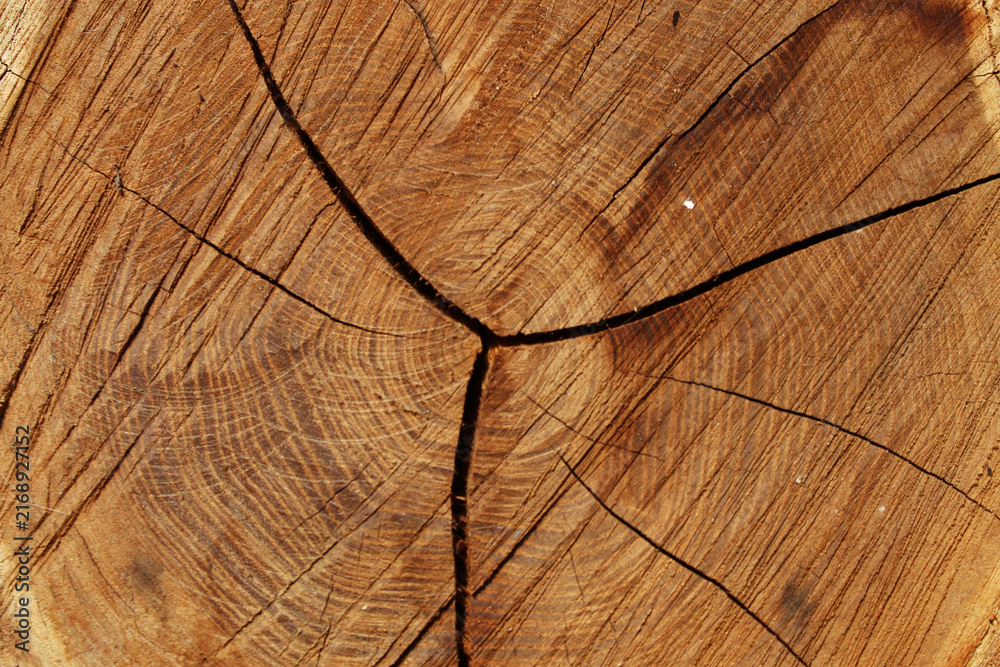 Fototapeta premium Close up of a rough cut tree trunk cross section showing detailed wood rings and deep cracks