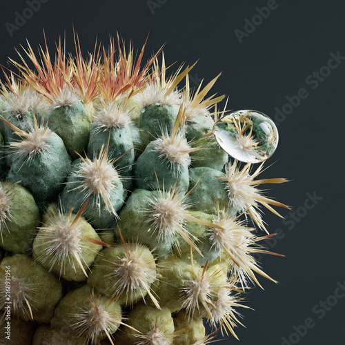 Close-up of colorful cactus with water droplet reflecting light at a studio setting