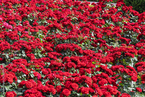 A dense cluster of red roses in full bloom, captured at the Million Rose Garden in Bucheon, Gyeonggi-do. The vibrant red blossoms fill the frame, creating a striking and lively atmosphere.